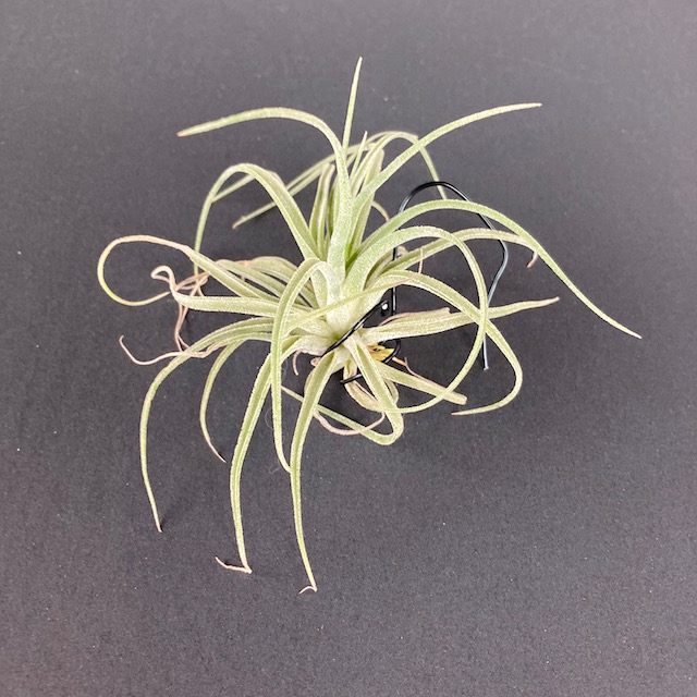 "Tillandsia no id"