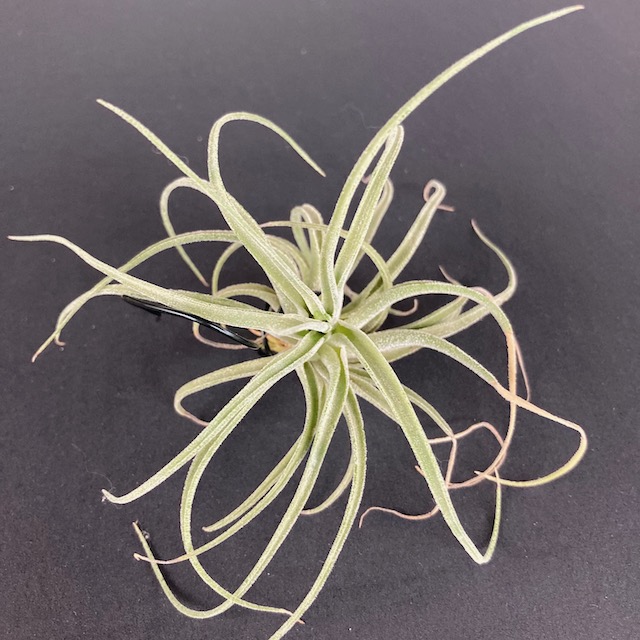 "Tillandsia no id"