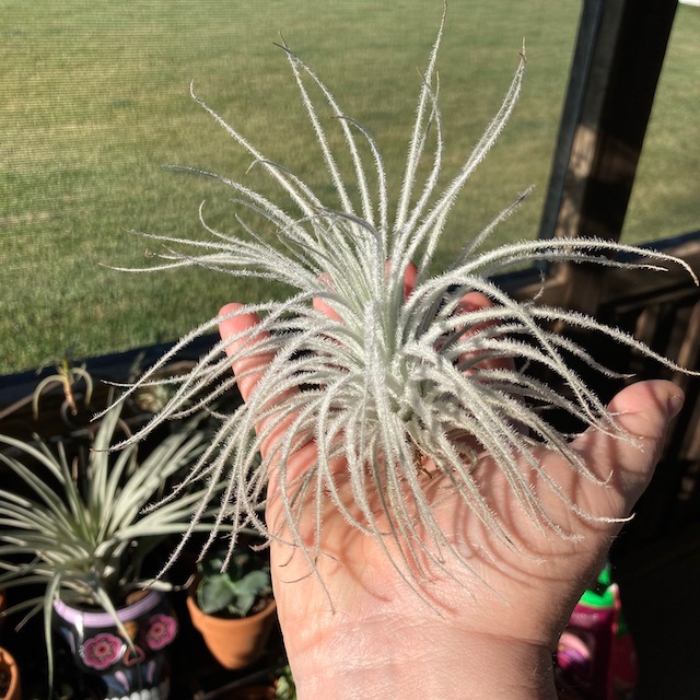 "Tillandsia tectorum"