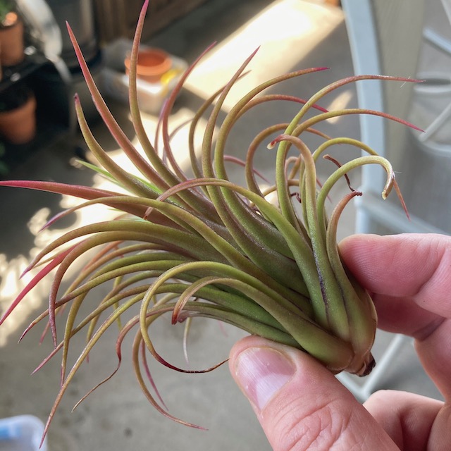 "Tillandsia ionantha"