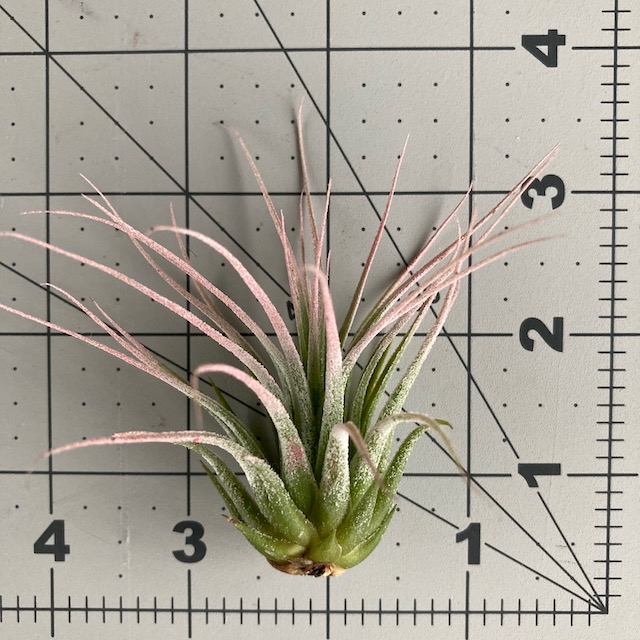 "Tillandsia ionantha scaposa"