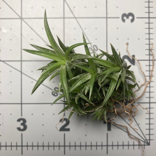 "Tillandsia neglecta"