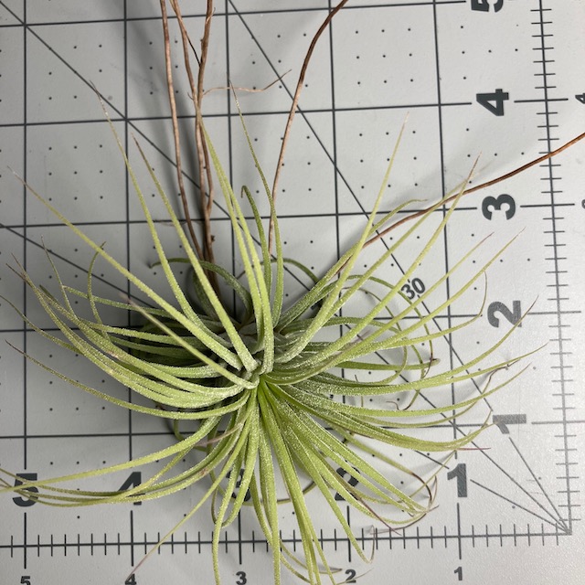 "Tillandsia ionantha"