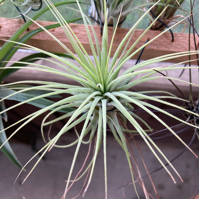 "Tillandsia ionantha"