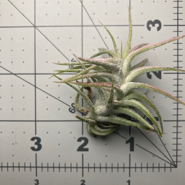 "Tillandsia ionantha vanhyningii"