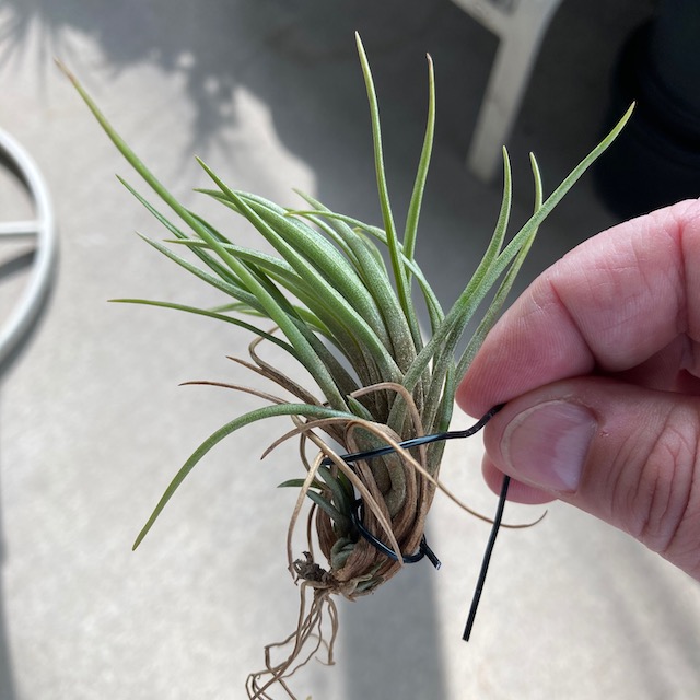 "Tillandsia dura (large form)"