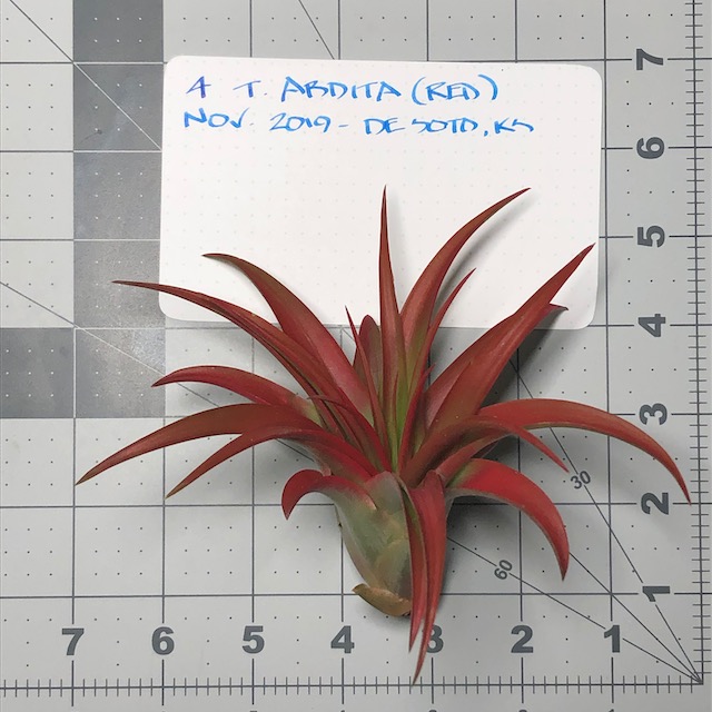"Tillandsia abdita (brachycaulos)"
