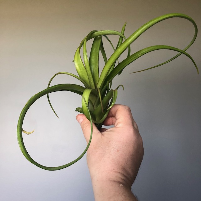 "Tillandsia 'Curly Slim'"