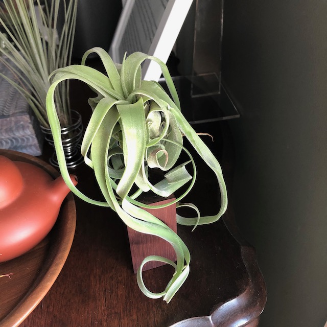 "Tillandsia streptophylla"