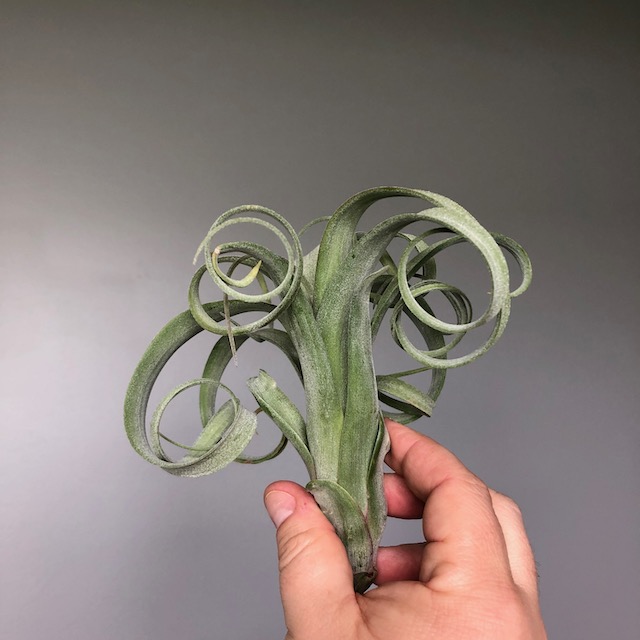 "Tillandsia 'Curly Slim'"