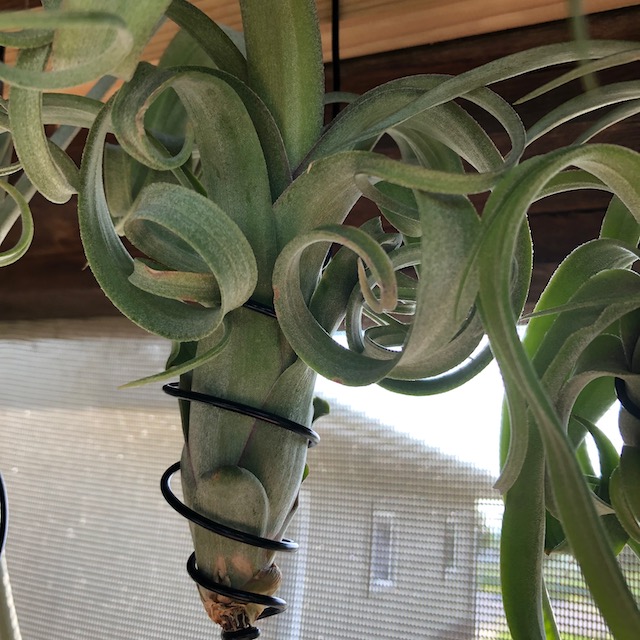"Tillandsia 'Curly Slim'"