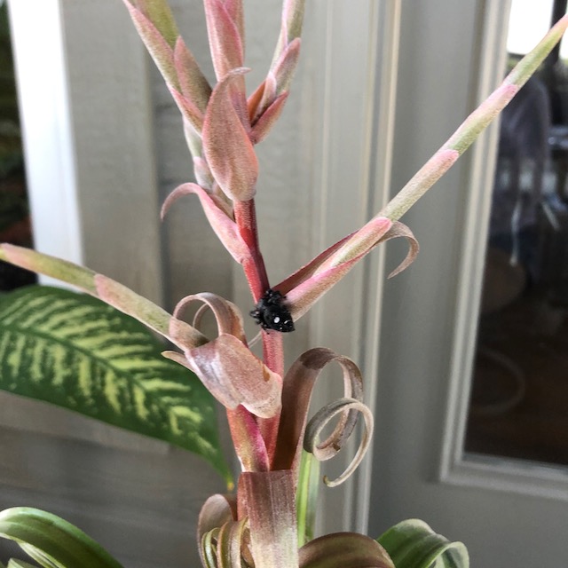 "Tillandsia 'Curly Slim'"